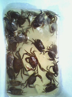 关键字:螃蟹 某鳅 到处塞满了螃蟹 饿龟