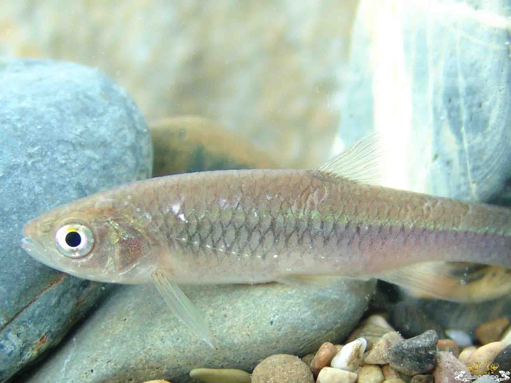 [原创]拟细鲫