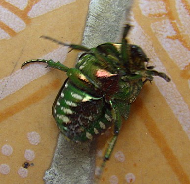 这甲虫叫什么