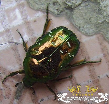 这甲虫叫什么