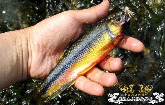 就两张！算是首发吧！