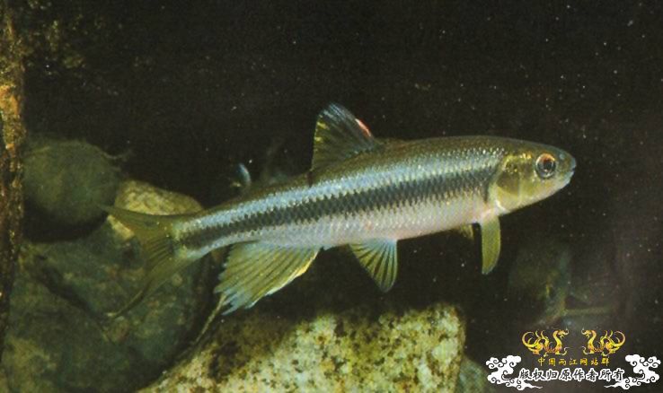 就两张！算是首发吧！