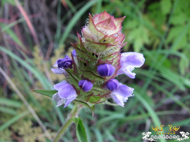很久没有出去混了-上午