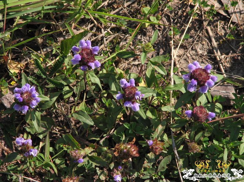 很久没有出去混了-上午