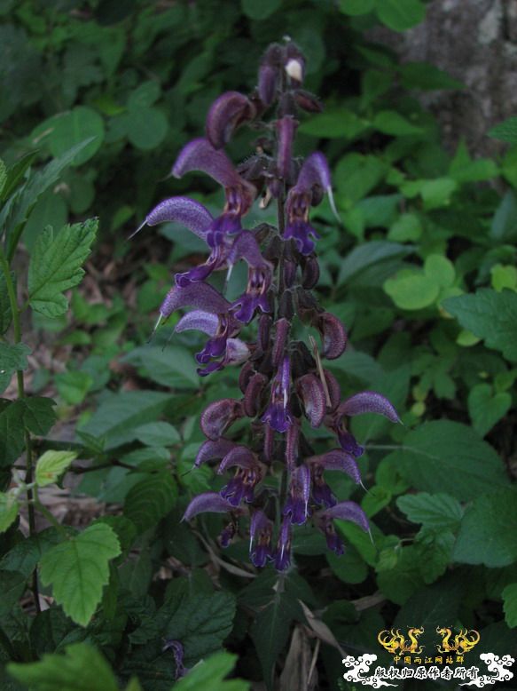 很久没有出去混了-上午