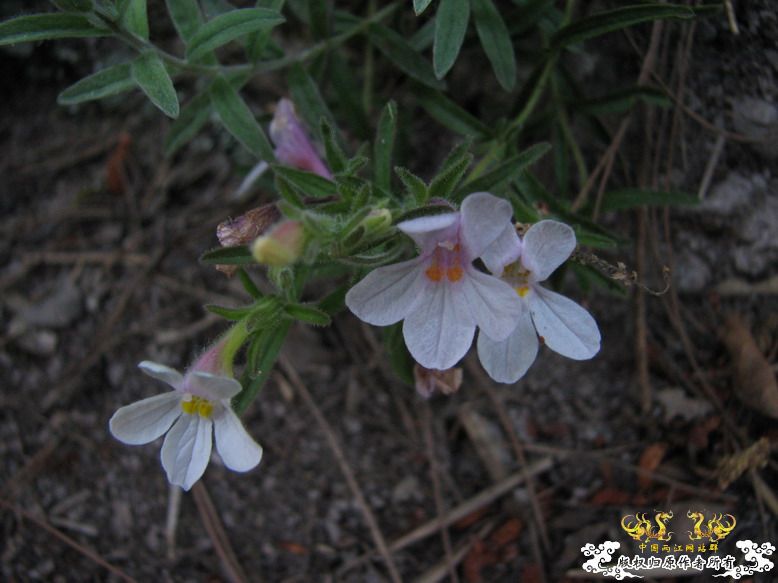 很久没有出去混了-上午