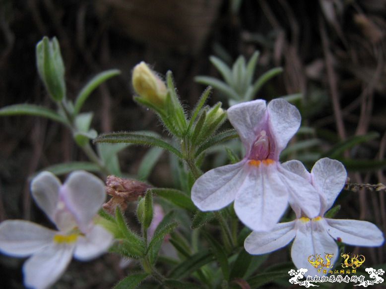 很久没有出去混了-上午