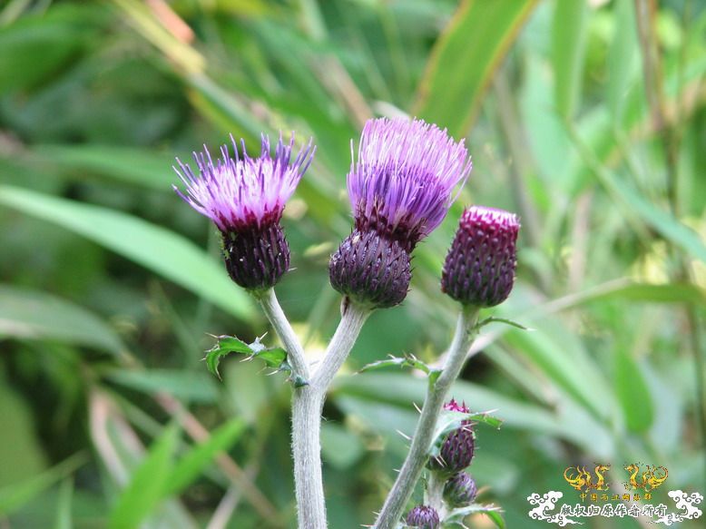 很久没有出去混了-上午