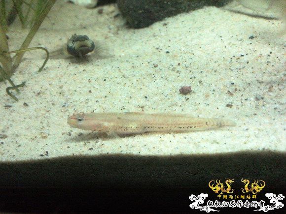 51回家手机拍的家里的一缸杂鱼