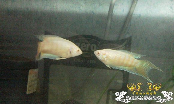 51回家手机拍的家里的一缸杂鱼