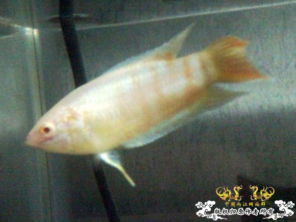 51回家手机拍的家里的一缸杂鱼