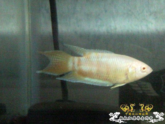 51回家手机拍的家里的一缸杂鱼