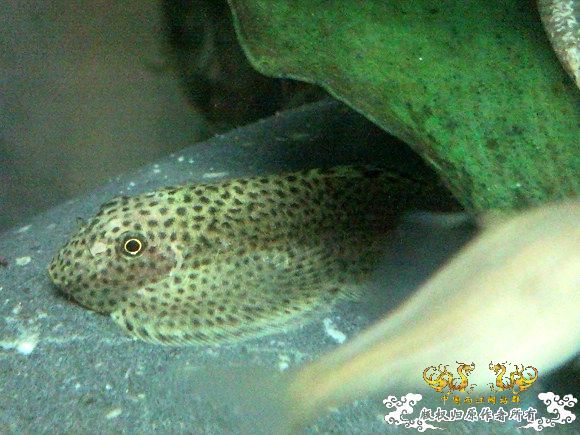 51回家手机拍的家里的一缸杂鱼