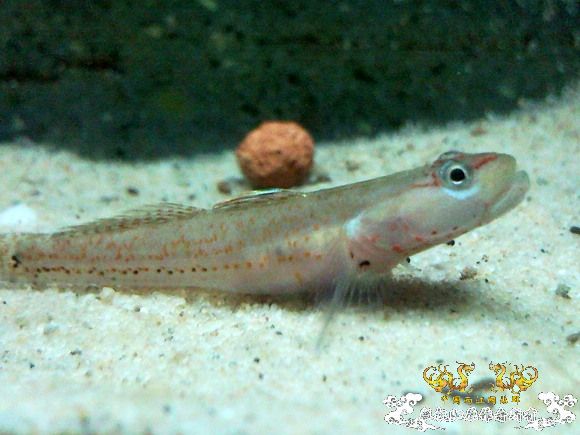 51回家手机拍的家里的一缸杂鱼