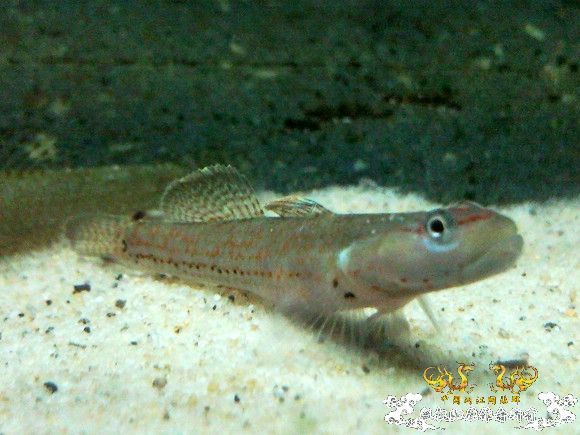 51回家手机拍的家里的一缸杂鱼