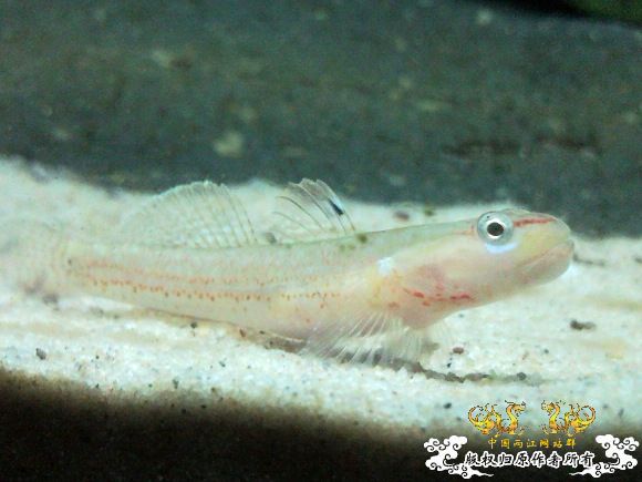 51回家手机拍的家里的一缸杂鱼