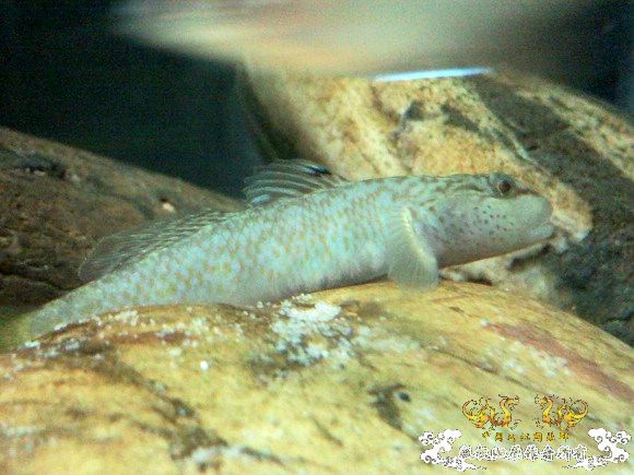 51回家手机拍的家里的一缸杂鱼