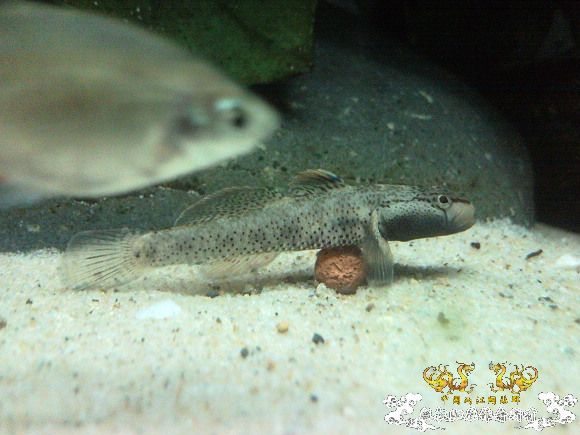 51回家手机拍的家里的一缸杂鱼