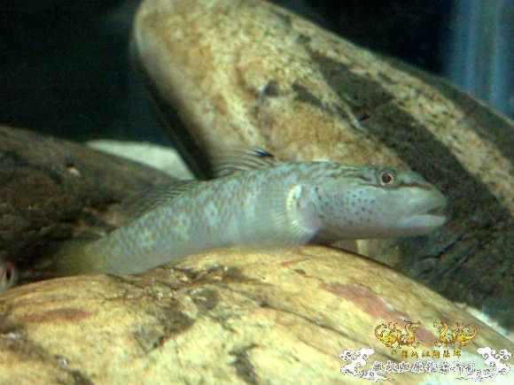 51回家手机拍的家里的一缸杂鱼