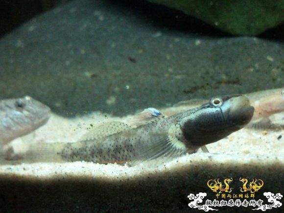 51回家手机拍的家里的一缸杂鱼