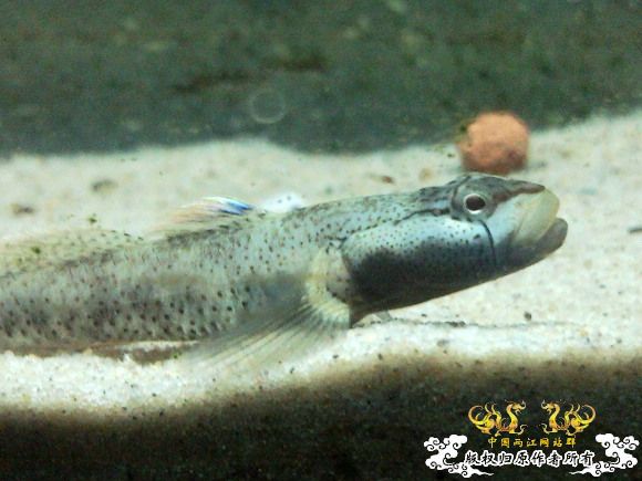 51回家手机拍的家里的一缸杂鱼