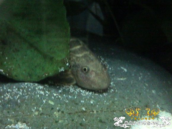 51回家手机拍的家里的一缸杂鱼