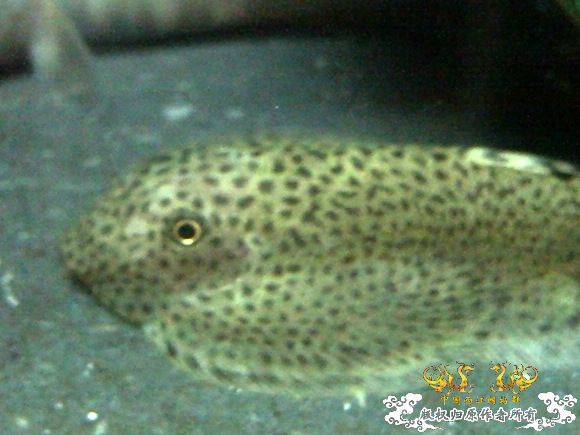 51回家手机拍的家里的一缸杂鱼