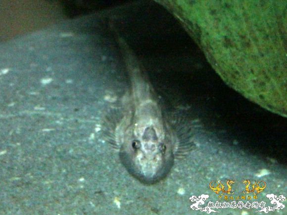 51回家手机拍的家里的一缸杂鱼