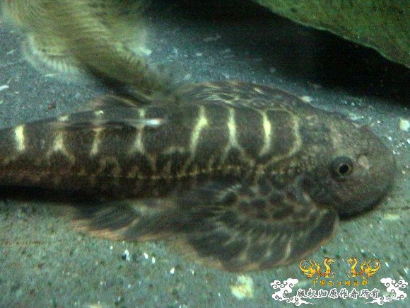 51回家手机拍的家里的一缸杂鱼