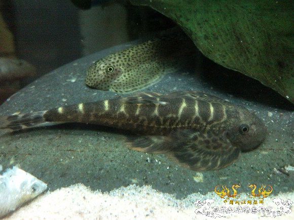 51回家手机拍的家里的一缸杂鱼