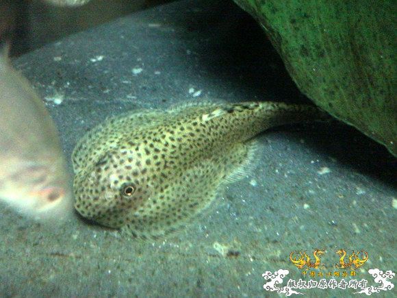 51回家手机拍的家里的一缸杂鱼