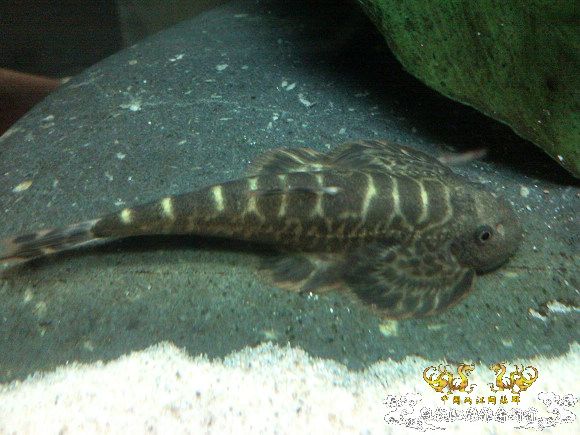 51回家手机拍的家里的一缸杂鱼