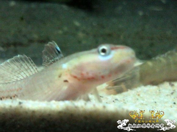 51回家手机拍的家里的一缸杂鱼