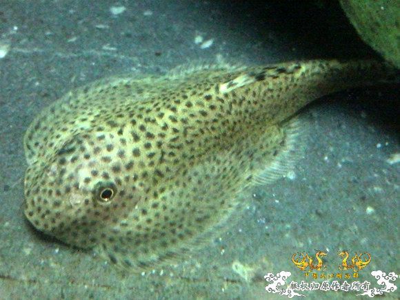 51回家手机拍的家里的一缸杂鱼