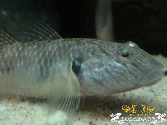 51回家手机拍的家里的一缸杂鱼