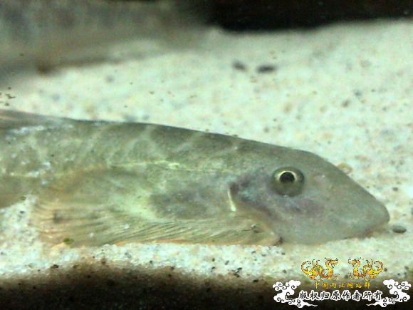 51回家手机拍的家里的一缸杂鱼