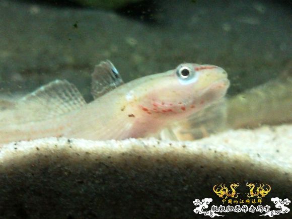 51回家手机拍的家里的一缸杂鱼