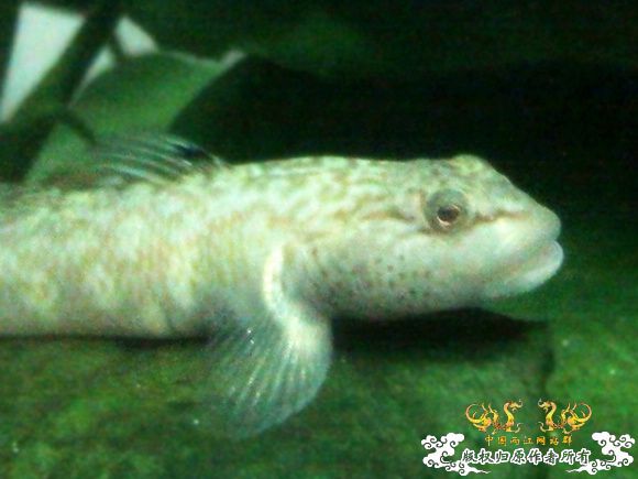 51回家手机拍的家里的一缸杂鱼