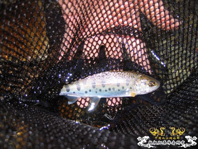 漂亮的朝鲜溪流鱼