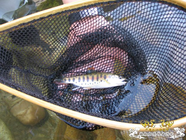 漂亮的朝鲜溪流鱼