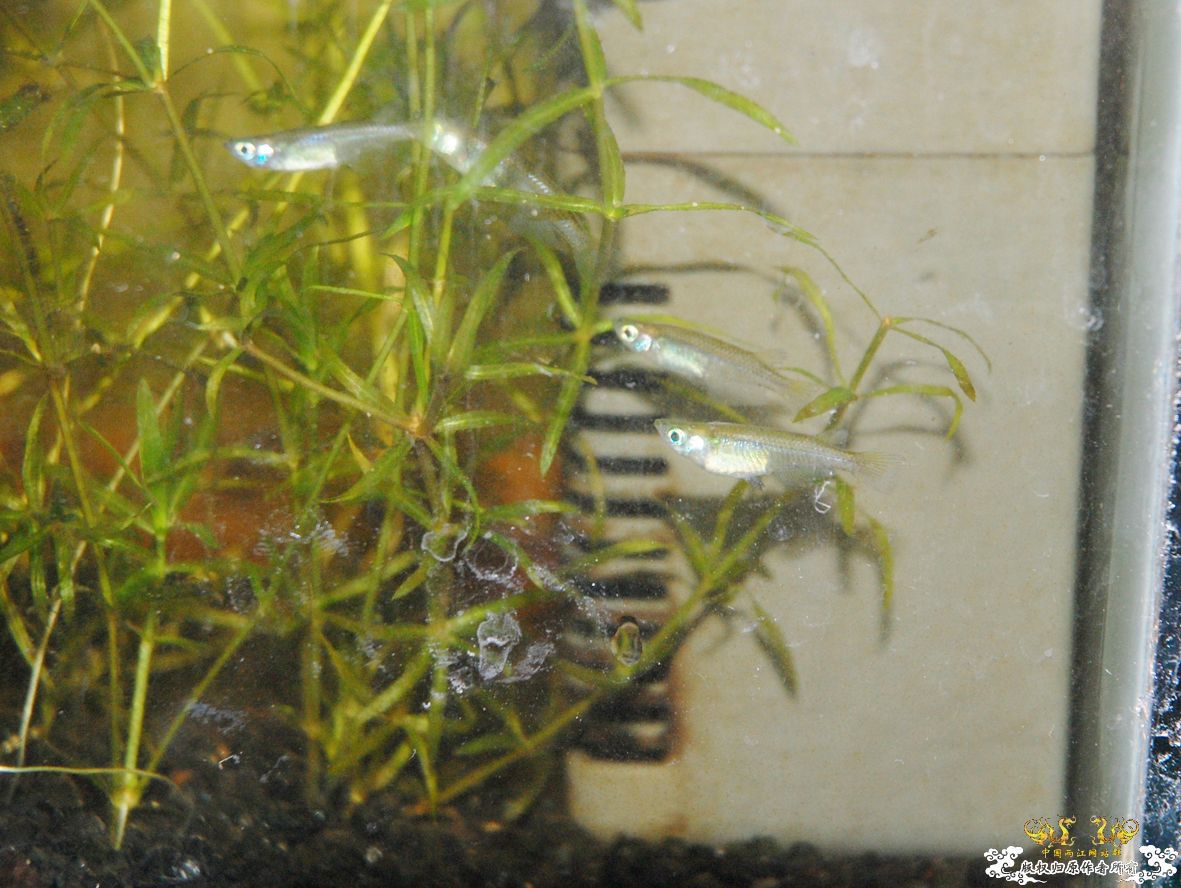 要想鱼养的好，先要藻长的好