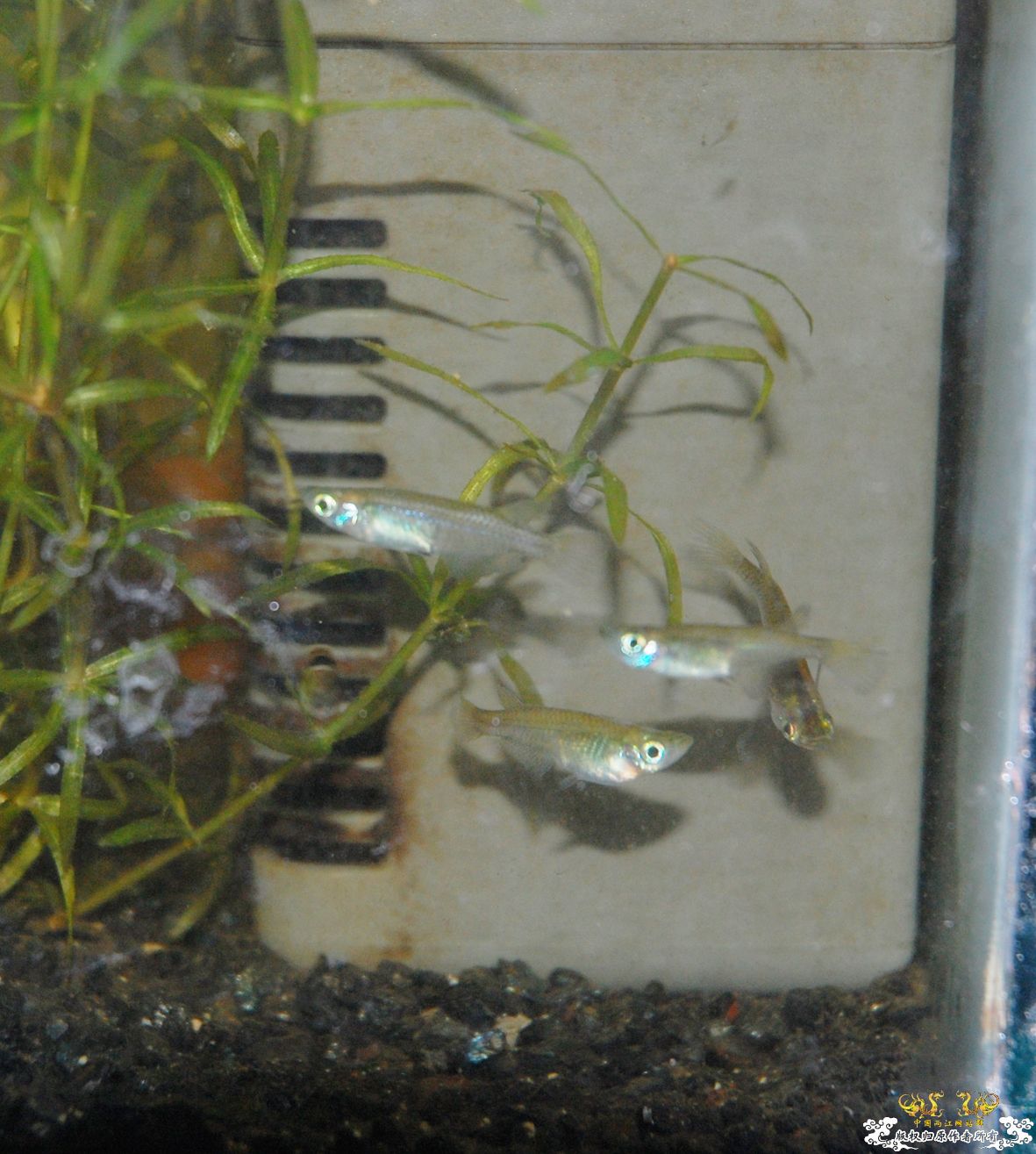 要想鱼养的好，先要藻长的好