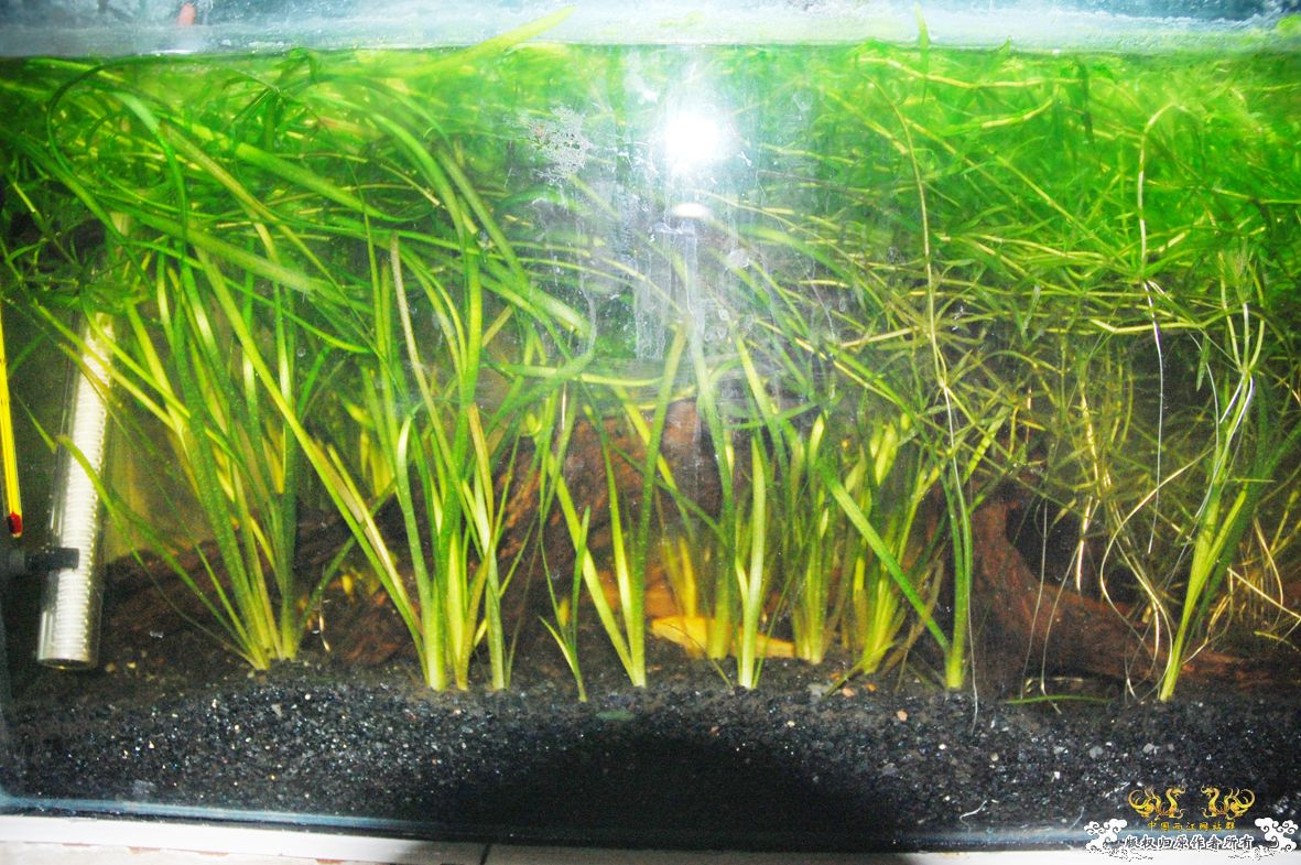 要想鱼养的好，先要藻长的好