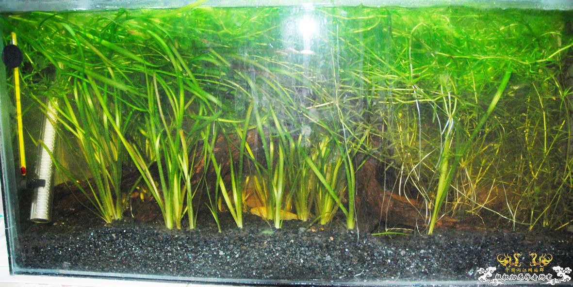 要想鱼养的好，先要藻长的好