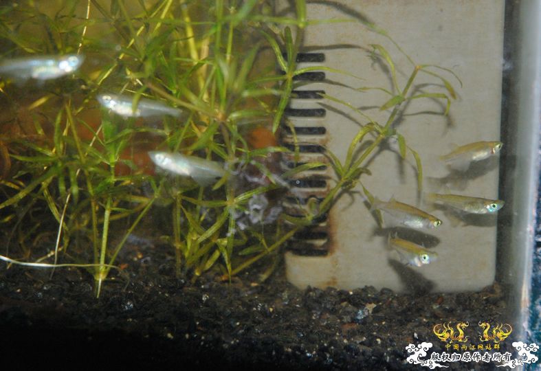 要想鱼养的好，先要藻长的好