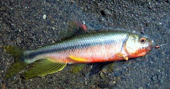 就两张！算是"首发"吧！