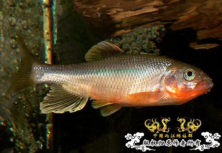 就两张！算是"首发"吧！