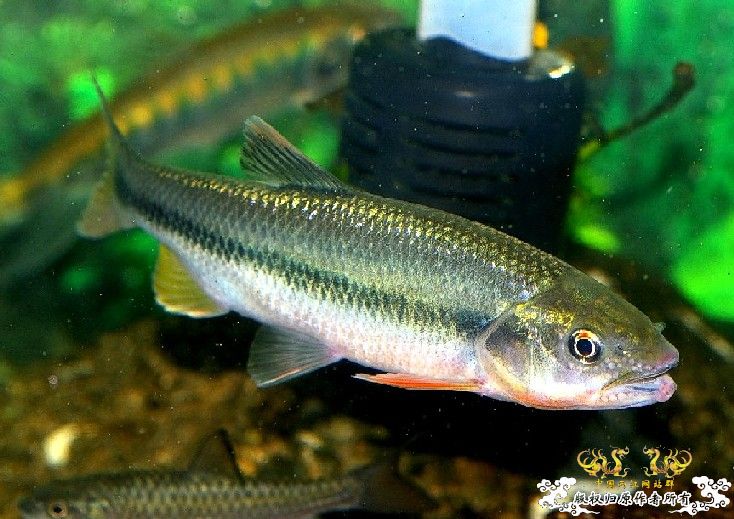 就两张！算是"首发"吧！