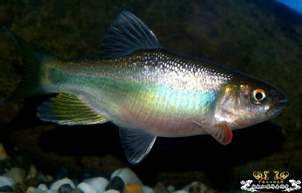 就两张！算是"首发"吧！