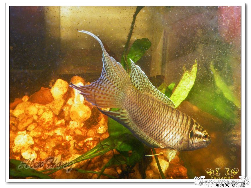 惠州小黑也爱表现